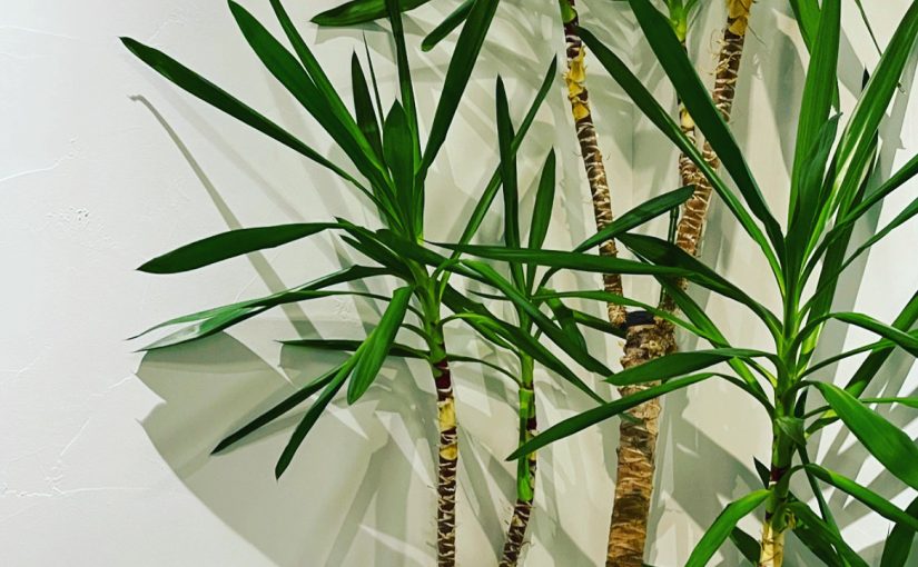 植物🪴も元気